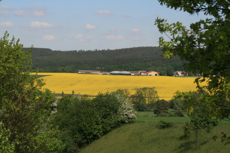 Sorga